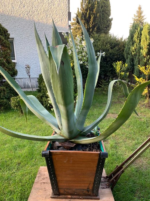 Agawa ogrodowa w donicy