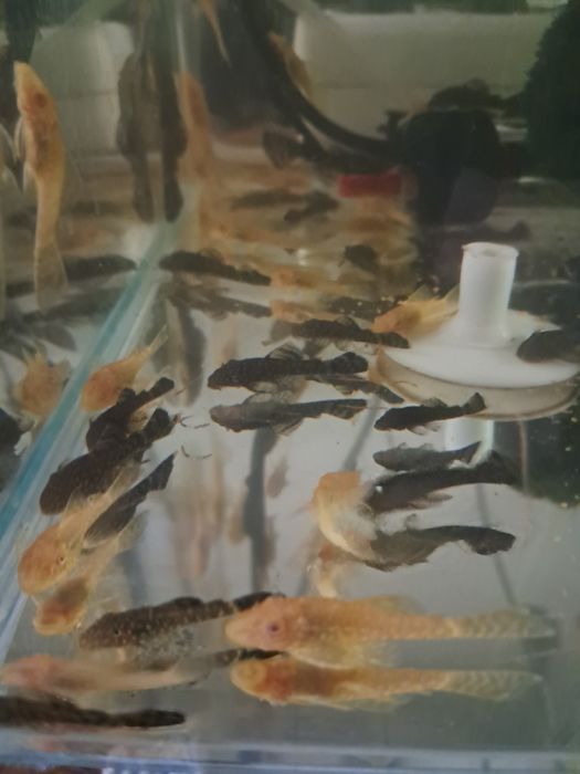 Glonojady - czarne lub złote