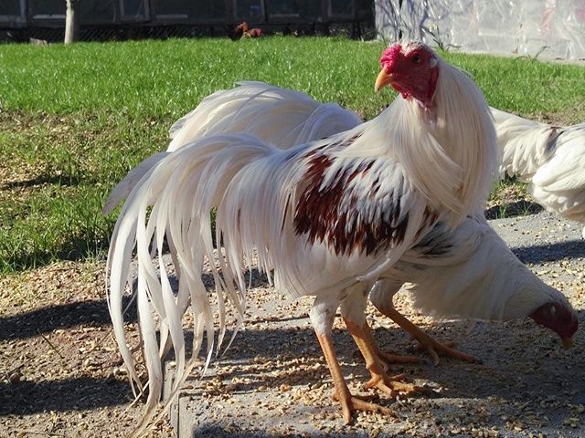 Яйце інкубаційне,курчата, Йокогама біле золото, золото.