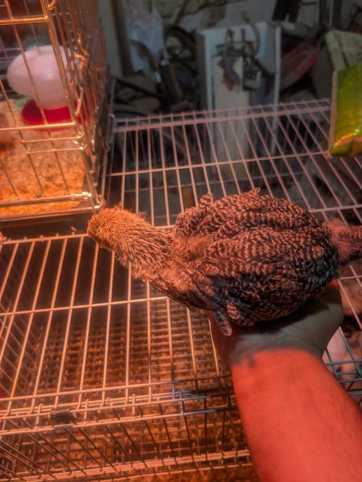 Ovos para incubação e pintos Brahma