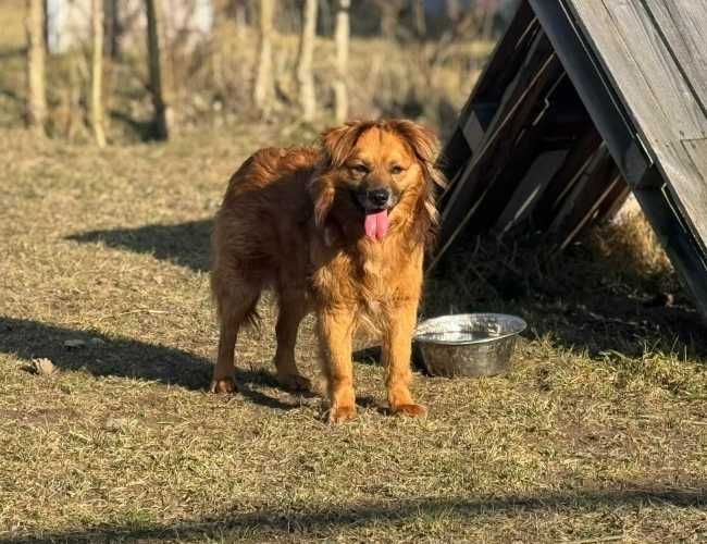 Pixel szuka spokojnego domku