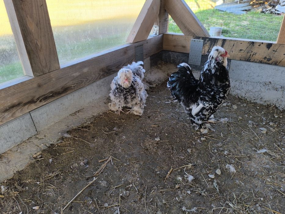 Silka jedwabista lokowana satynowa. Jaja legowe.