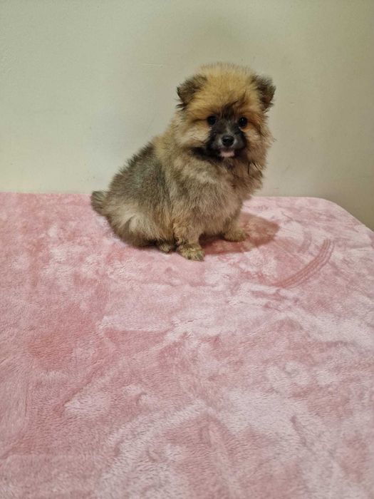 Sptiz Alemão Anão/Lulu da Pomerânia