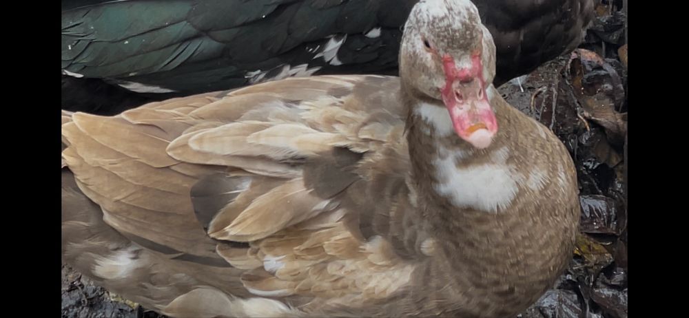 Поодам Iндокачок