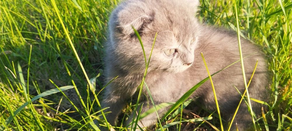 Кошенята в добрі руки