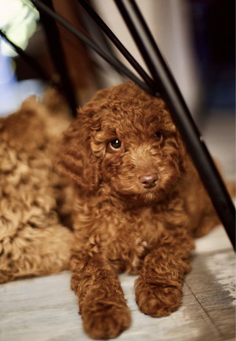 Мальтипу мини