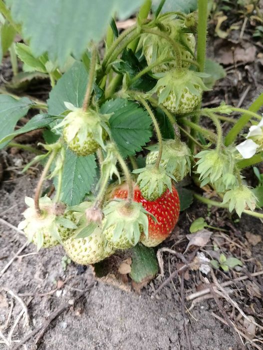 Truskawka kama sadzonki