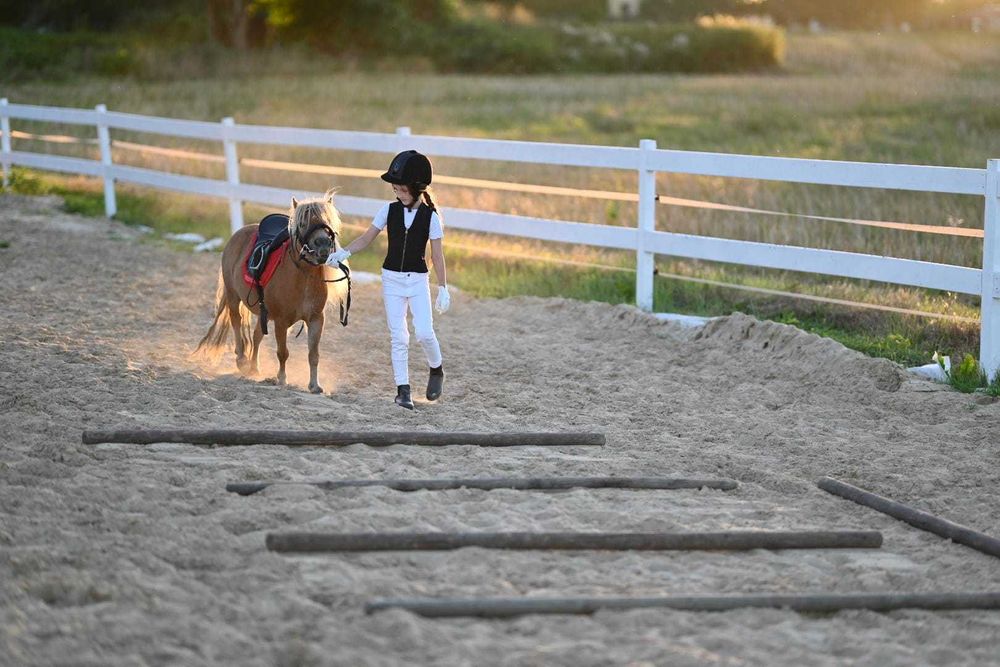 Klacz szetlandzka Fantazja, paszport IMNO