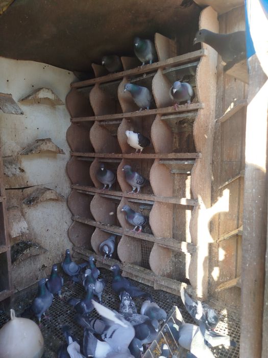 Gołębie lotowane od hodowcy