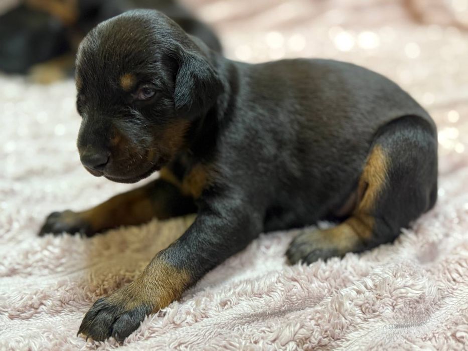 Цуцики добермана