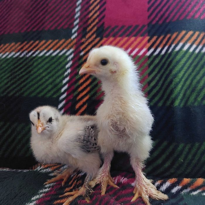 Brahma olbrzymia pisklęta kurczaki