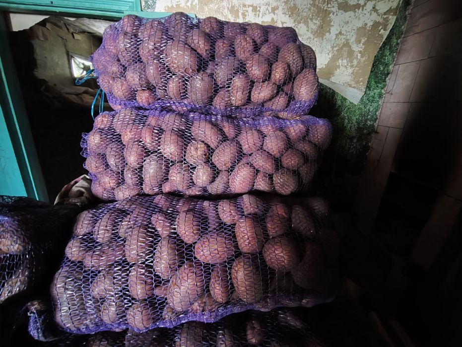 Картопля  цибуля  10-15