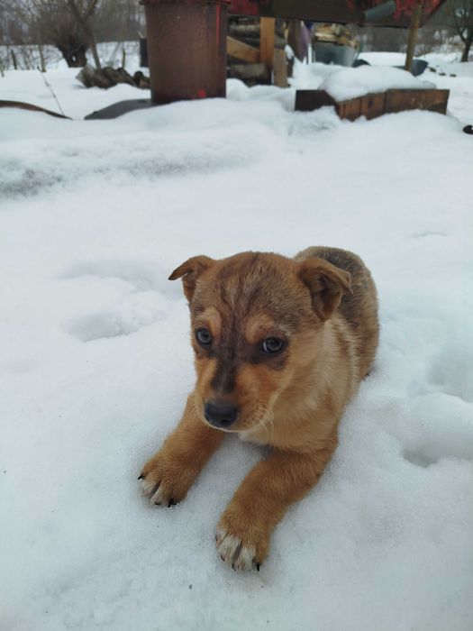 Цуценя в добрі руки