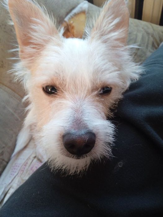 Отдам двоих собачек