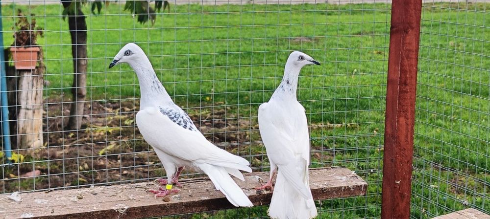 Gołębie z lotu. Srebrniaki składowe. Plecaty. 6 sztuk