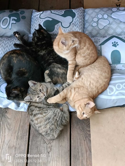 4 piękne 3-miesięczne koty szukają domu