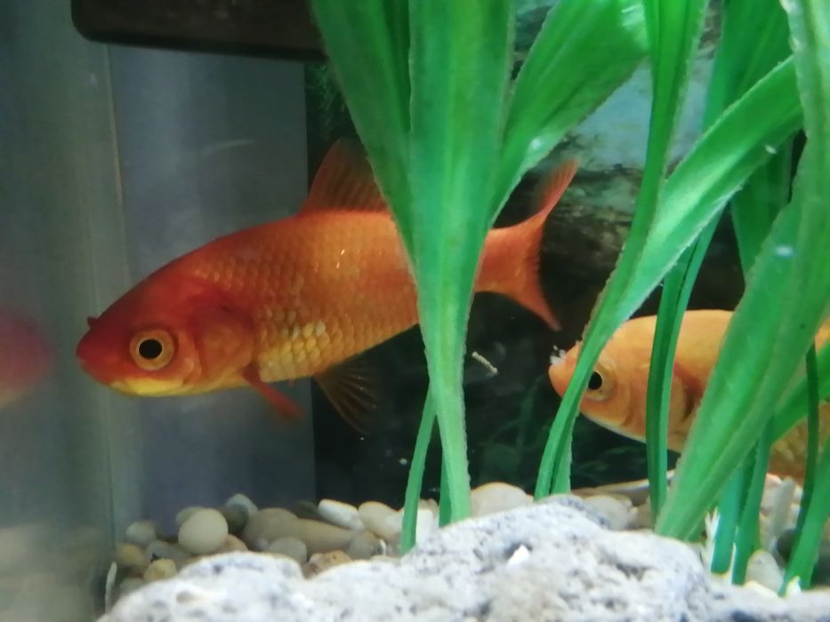 Peixes de lago (cometas) de cores variadas