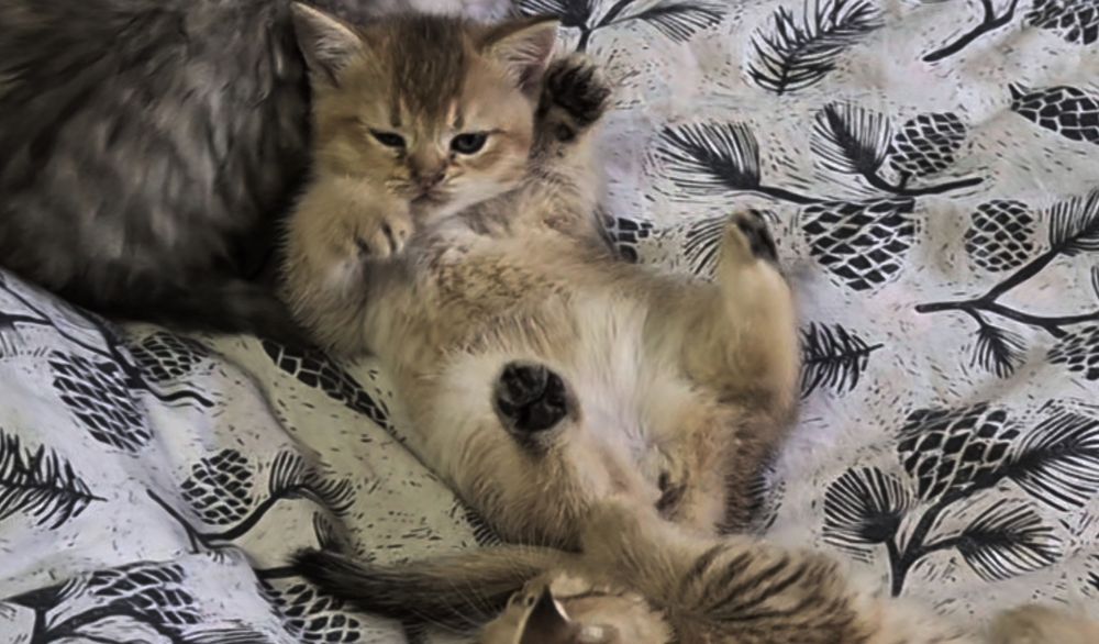 Прямоухие и вислоухие шотландские котята, девочки и мальчик