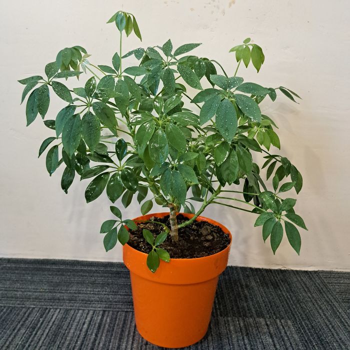 Вазони кімнатні продам