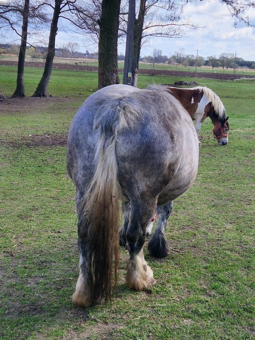 Sprzedam Klacze PKZ !