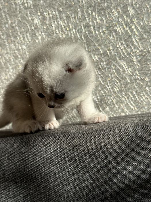 Серебристая шиншилла