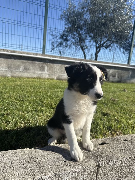 Border Collie Preta e Branca Fofa