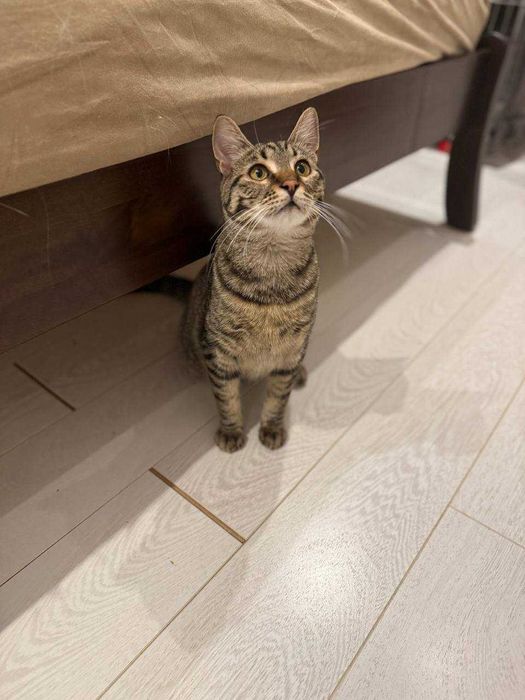 молодий кіт ,любить бавитись і муркотіти, ніжний і красивий