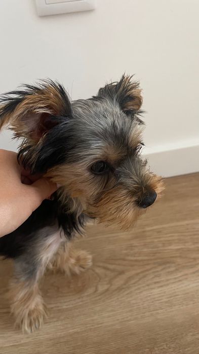 Yorkshire 3 meses macho