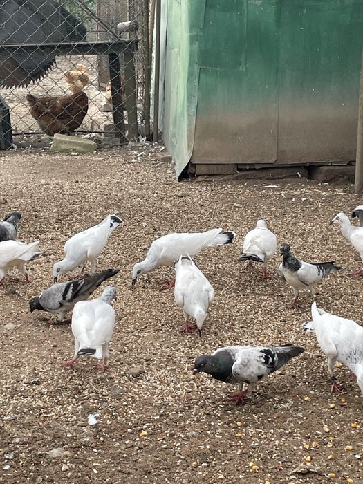 Gołebie deresze, dobrej klasy, młode, dorosłe- przeludnienie gołębnika