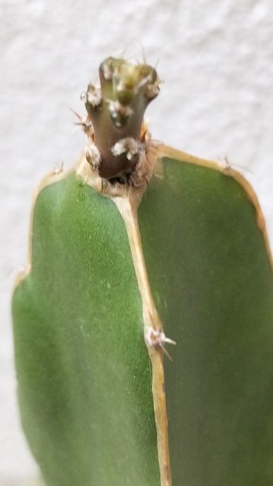 Muda de pitaia .