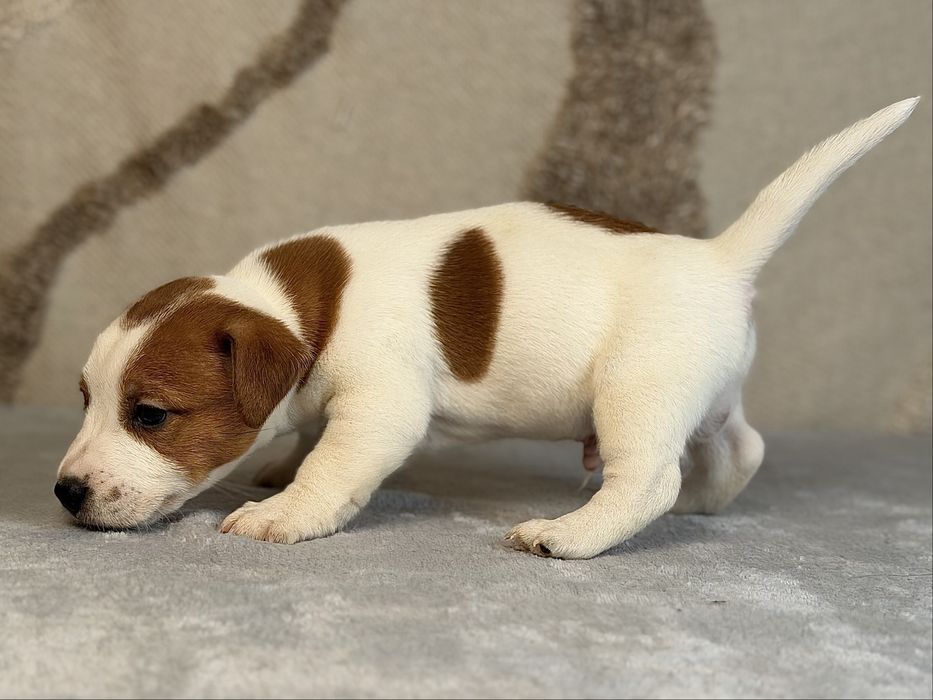 Piesek gladkowlosy Jack Russell terrier ZKWP/FCI