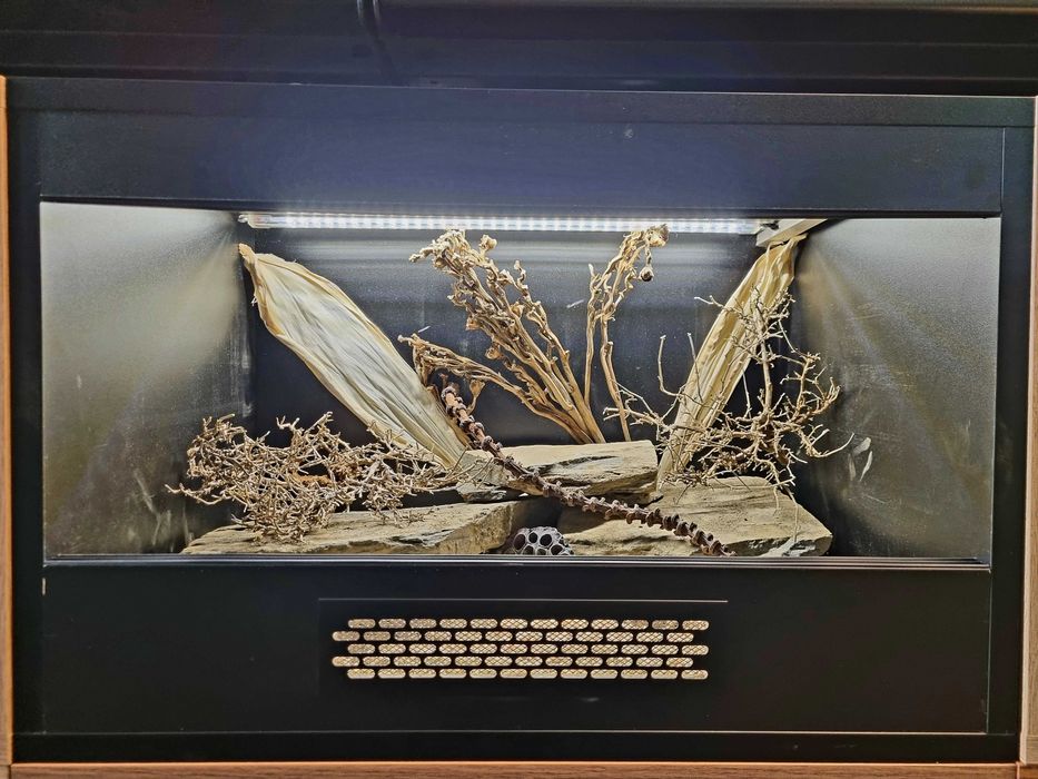 Terrarium 60x40x40 dla gekona lamparciego jaszczurki