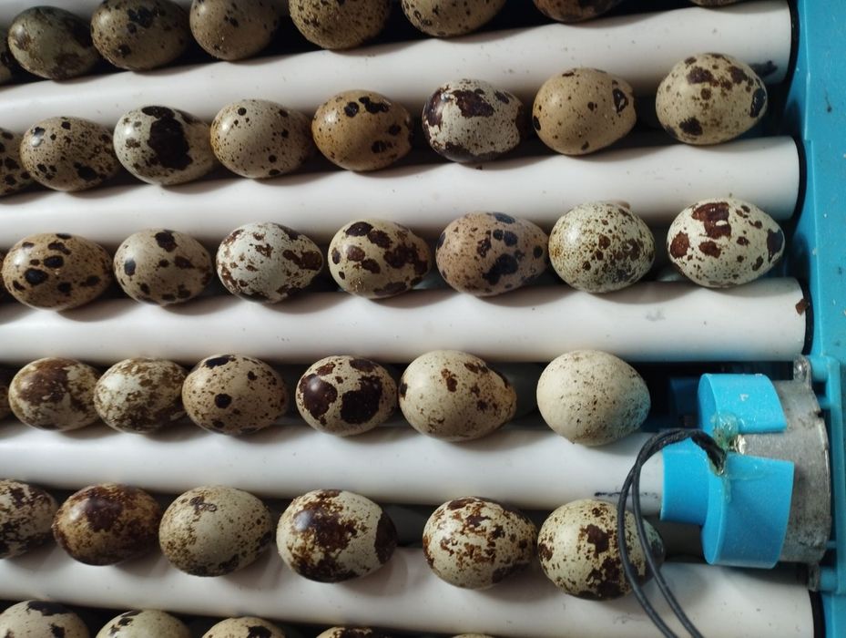 Інкубаційне яйце перепілки