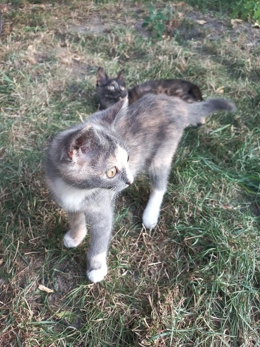 Віддам кошенят в добрі руки