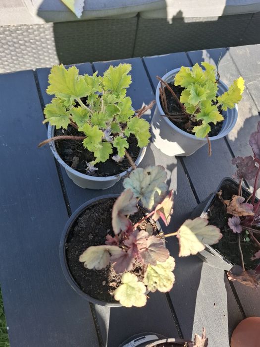 Żurawki + hosta sadzonki+ miodunka