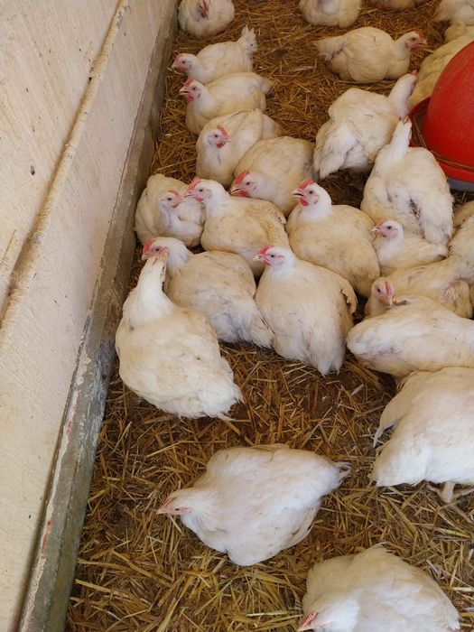 Idyki kury nioski kaczki mulardy pekiny  gęśi
