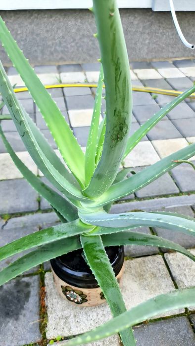 Алоє вера 5 років - лікувальна рослина, гарна, невибаглива.