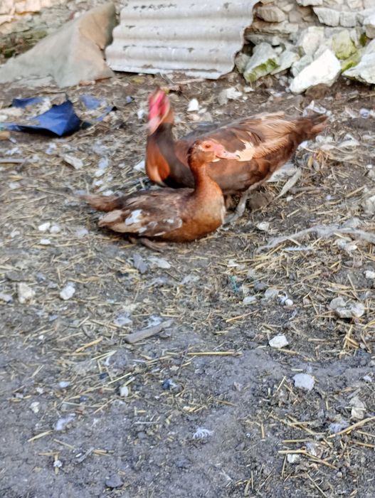 Jaja lęgowe od kaczek piżmowych