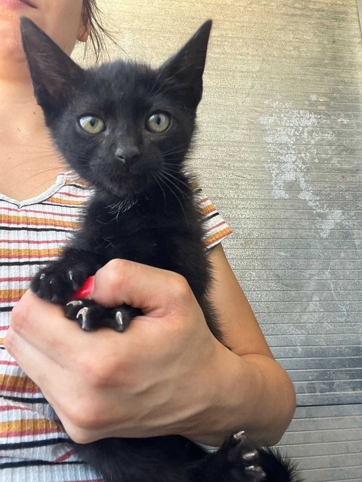 Mogli - Bebé para adopção responsável