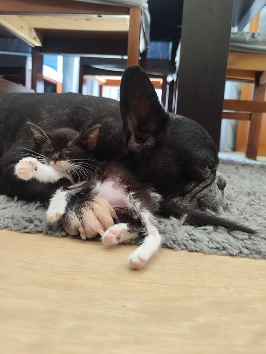 Gatinha 2 meses - adoção