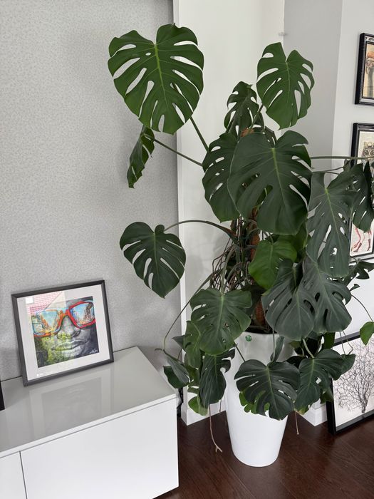 Donice z włókna szklanego