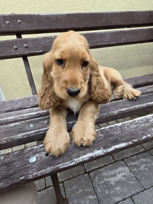 Szczeniak Cocker Spaniel