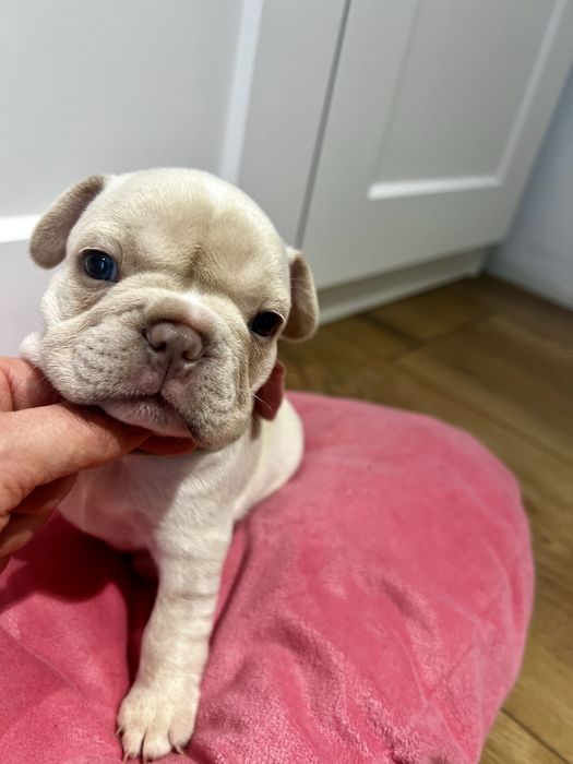 Buldog francuski kremowy lilac platynowy new shade isabella platinum