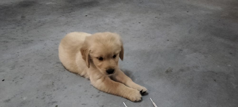 X Golden Retriever