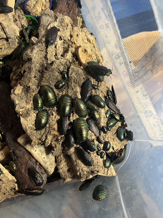 Изумрудные тараканы Corydidarum magnifica