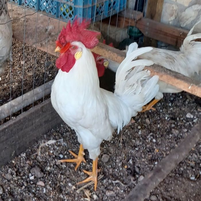 Casais e Galos  Raça Leghorn
