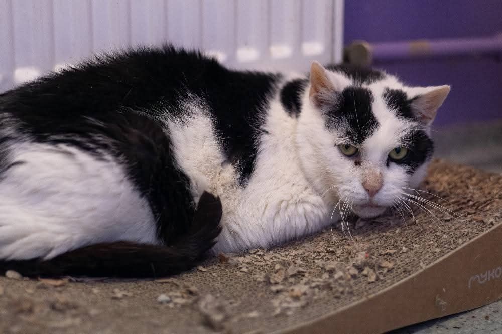 Blanka szuka domku tymczasowego.