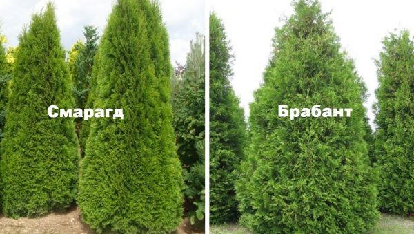 Брабант Смарагд Голд Самшит Ауреоспіката