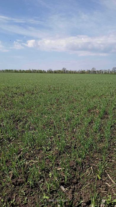 Продам землю сільсько-господарського призначення (пай)