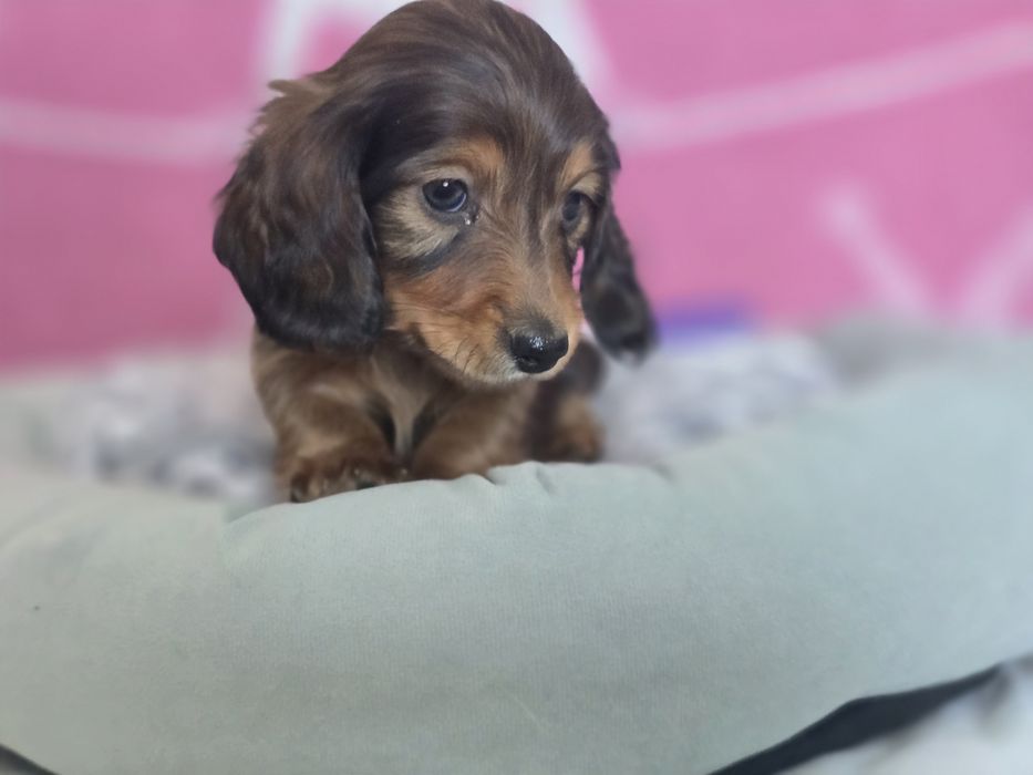 Jamnik miniaturowy długowłosy